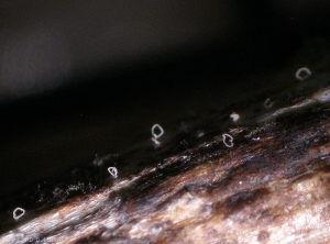 Los picnidios oscuros son claramente visibles en esta porción de madera blanqueada.  En algunos de ellos se formó un cirro blanquecino más o menos enrollado.  <b> <i> Phomopsis viticola </i> </b> 