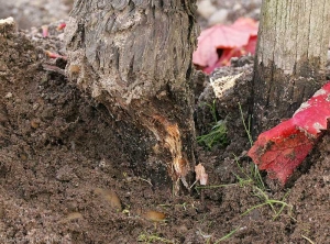 El tejido de la corona debajo de la corteza se ha podrido como resultado de la colonización por <b> <i> Armillaria mellea </i> </b>.  (raíz podrida)