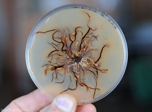 Aspecto del envés de un cultivo de <b> <i> Armillaria mellea </i> </b> en medio malta-agar.  Nótese la presencia de rizomorfos de color marrón a negro.  (raíz podrida)