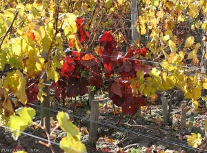 En las variedades de uva negra, las hojas de las vides afectadas por <b> <i> Armillaria mellea </i> </b> adquieren un color rojo.  (raíz podrida)