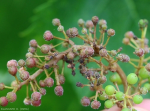 Aparición de eructos grises que terminan, incluso eructos marrones que comienzan en las uvas.  <b> <i> Plasmopara viticola </i> </b> (mildiú)