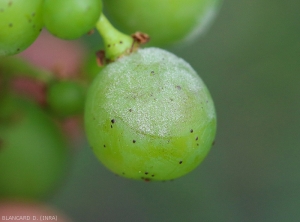 Un plumón blanquecino y más o menos empolvado cubre gradualmente esta baya.  <b> <i> Erysphe necator </i> </b> 