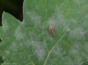 Detalle de grandes manchas polvorientas y blanquecinas que recubren el limbo de una hoja de vid.  Se pueden distinguir claramente las colonias superficiales.  <i> <b> Erysiphe necator </b> </i>