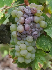 En las variedades de uva blanca, las bayas afectadas por <i> <b> Botrytis cinerea </b> </i> se vuelven marrones y adquieren un color más o menos beige a violáceo;  un moho gris se extiende por su superficie. 
