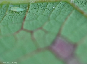 <b> <i> Empoasca vitis </i> </b> estado larvario observado en el envés de una hoja de vid.  (saltahojas verde)