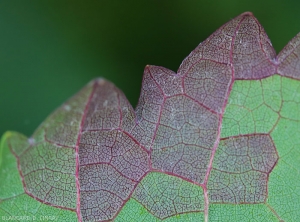 Detalle de un enrojecimiento sectorial y delimitado por las nervaduras del limbo observado en el envés de una hoja de parra.  <b> <i> Empoasca vitis </i> </b>.  