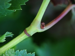 Detalle de la zona de desove de la chicharrita <i> <b> Stictocephala bisonia </i> </b>, observe las incisiones de hendidura donde se depositan los huevos.