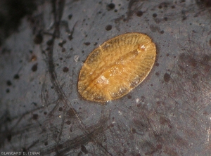 Larva de <b> <i> Parthenolecanium </i> </b> sp., En esta etapa la escala es móvil.