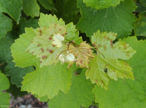 Ataque de <b> <i> Colomerus vitis </i> </b> sobre hojas jóvenes del ápice de una rama de vid.  (erinosis)