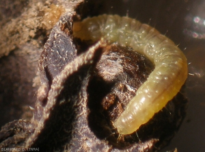 La oruga de <i> <b> Lobesia botrana </b> </i> (eudemis) tiene la cabeza y el tórax de color marrón amarillento.