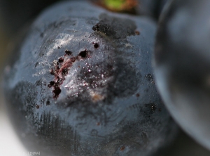 Daño de Eudemis en baya de uva negra madura.  Las heridas en la puesta de huevos favorecen el establecimiento de hongos parásitos secundarios (Botrytis, Aspergillus).