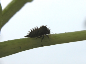 Larva del saltahojas más hartebeest, esta de color marrón grisáceo se caracteriza por los ganchos provistos de espinas dispuestas a lo largo de la cresta dorsal.
