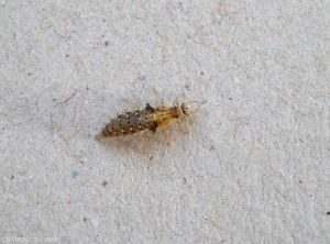 Las larvas de crisopa son depredadores de las plagas de la vid.