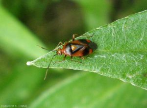 <em> Deraeocoris ruber </em> adulto, miridae depredador de plagas como pulgones, psílidos, ácaros, etc.  <strong> Control biológico </strong>