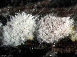 <em><b> Heliococcus bohemicu</b> </em> La cochinilla de la vid o la cochinilla gitana pertenecen a la familia Pseudococcidae.  Foto R. Sforza (INRA)