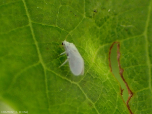 Coniopterygidae adulta del género <b> <i> Conwentzia </b> </i>, observe la ciruela gris-blanca del insecto que lo distingue de las moscas blancas.