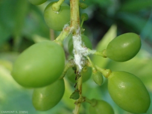 Presencia de larvas de <i><b>Metcalfa pruinosa</i></b> en tallos en julio, nótese la presencia de hormigas alimentándose de la melaza excretada por los insectos.
