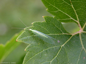 Crisopa adulta (imago), el par de ojos son muy prominentes, las alas son transparentes, con venas claramente visibles.