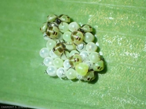 Eclosión de huevos de chinches.  Los huevos se ponen sobre la vegetación o en el suelo.  Las larvas suelen tener la misma dieta que los adultos.