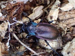 Este gran escarabajo de tierra, <em><b> Carabus </em> sp.</b>, consume invertebrados presentes en la hojarasca como caracoles u orugas de polilla.