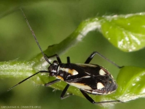 <em><i> Capsodes sulcatus</i> </em>, es una plaga secundaria del viñedo.  Foto de G. Carcassès, insecte.org