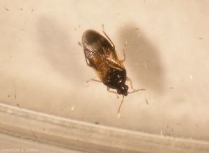 Chinche depredador del género <em><b>Anthocoris<b></em>.