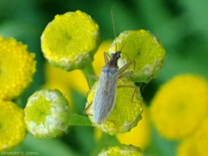 Insecto del género <em><b> Nabis</b> </em>, el cuerpo es alargado y de color bastante apagado.