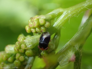 <em><b> Geocoris erythrocephalus</b> </em> es un depredador bastante frecuente de ácaros en las regiones cálidas.