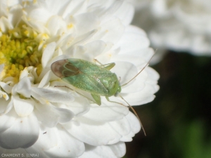 La chinche <em><b> Apolygus spinolae</b> </em> (chinche verde en italiano) hace que las yemas atraviesen sus picaduras.  Este insecto verde se distingue por el extremo negro del cuneus y una pubescencia fina y clara de los hemilithers.