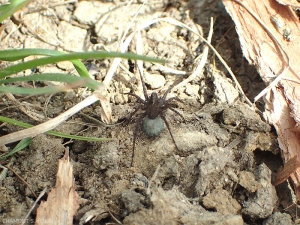 Las arañas usan seda para hacer capullos que contienen sus huevos.  La hembra de <em><b> Pardosa</b> </em> sp.  lleva el capullo con él.