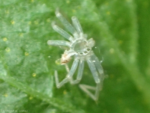 Muda de araña : las arañas como todos los artrópodos cuentan con un exoesqueleto que deben dejar durante la muda para poder crecer.