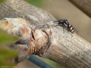 Araña de la familia Salticidae al acecho sobre madera de vid.