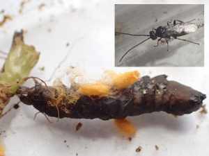 Capullos de pupación de Braconidae que han parasitado una oruga polilla.  En el inserto, adulto emergiendo de un capullo.