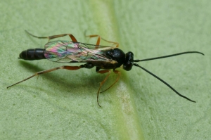 <I> <b>Diadegma </i> sp</b>., Hyménoptère Campopleginae parasitoide del pyral.  Photo P. Gros (insecte.org)