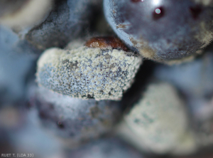 Detalle de las estructuras globulares o picnidios que recubren esta baya de uva podrida y parcialmente arrugada.  (<i><b> Neofusicocum parvum </b></i>).