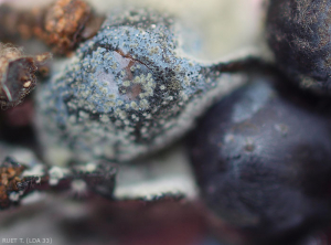 Baya de uva podrida y parcialmente arrugada.  Las estructuras globulares y miceliales cubren los tejidos alterados.  (<b><i> Neofusicocum parvum </b></i>).