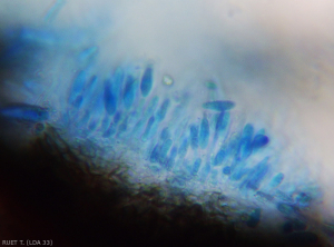 Formación de conidios de <i><b> Neofusicoccum parvum </b></i> dentro de picnidios.