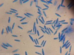 Aspecto de conidios hialinos y no septados de <i><b> Neofusicoccum parvum</b> </i>.