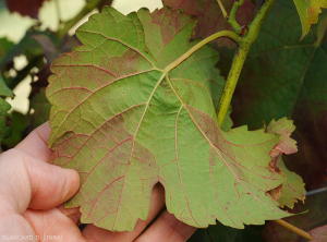 Aspecto de un enrojecimiento sectorial bajo el limbo de una hoja de uva tinta.  (<b> flavescencia dorada </b>)