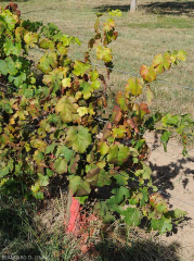 Vid de uva roja afectada por (<b>flavescencia dorada</b>).