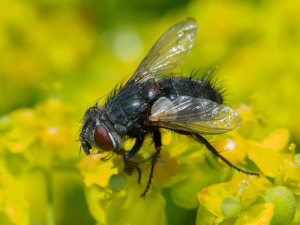 <em><b>Pales pavida</b></em>, La mosca taquínida, cuyo adulto consume polen, es una especie parásita de polillas de la uva. Photo E. Vandebeulque (insecte.org)