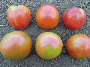 Decoloración y manchas amarillas en frutos de tomate, maduración irregular <b> Virus del fruto marrón y rugoso del tomate </b> (<i> Virus del fruto rugoso marrón del tomate </i>, ToBRFV), Pascal GENTIT (ANSES)