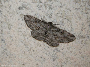 Come un capullo de mariposa <em><b> Peribatodes rhomboidaria</b> </em>