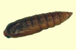  Chrysalis de eudemis, <b> <em> Lobesia botrana </b> </em>, polilla de la uva.