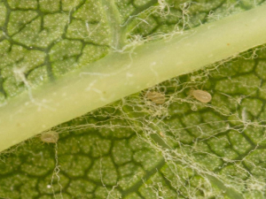 Los tiflodromos se pueden ver en la parte inferior de las hojas. Foto de C. Goulin, insecte.org 