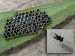 Huevos de chinches Pentadomidae, parasitados por un himenóptero oófago <b><i>Platigastridae Scelioninae</b></i>. Al final de su desarrollo, el parasitoide imago se ha escapado de su hospedador. 