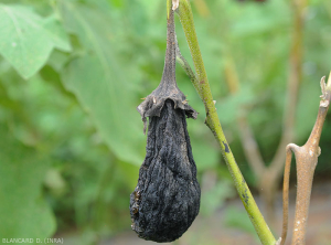 Shredded and mummified eggplant fruit following the parasitism of <i> Lasiodiplodia theobromae </i>.