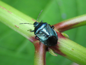 <em><b> Zicrona caerulea</b> </em> es un insecto Pentatomidae de color azul metálico que se alimenta de pequeños insectos.  Foto V. Lefebvre (insecte.org)