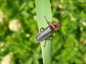 El <em><b> Cantharis</b></em> puede ser reconocido por sus élitros negros y el pronoto rojo con a menudo una mancha negra.