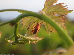 El <em><b> Rhagonycha fulva </b></em> se puede reconocer al final de los élitros más oscuros.